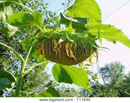 sunflower4