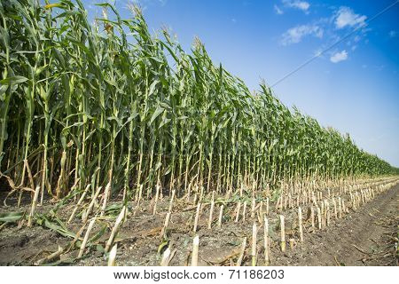 Silage corn maize green stems cut on field