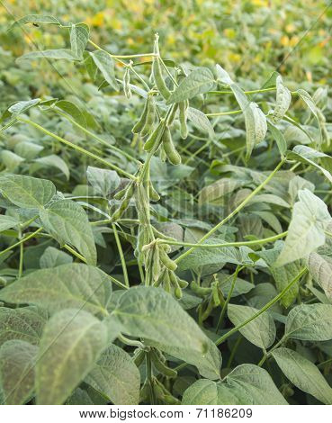 Green soybean plants close-up shot mixed organic and gmo