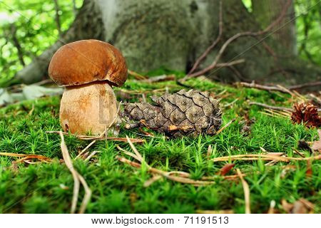 Boletus