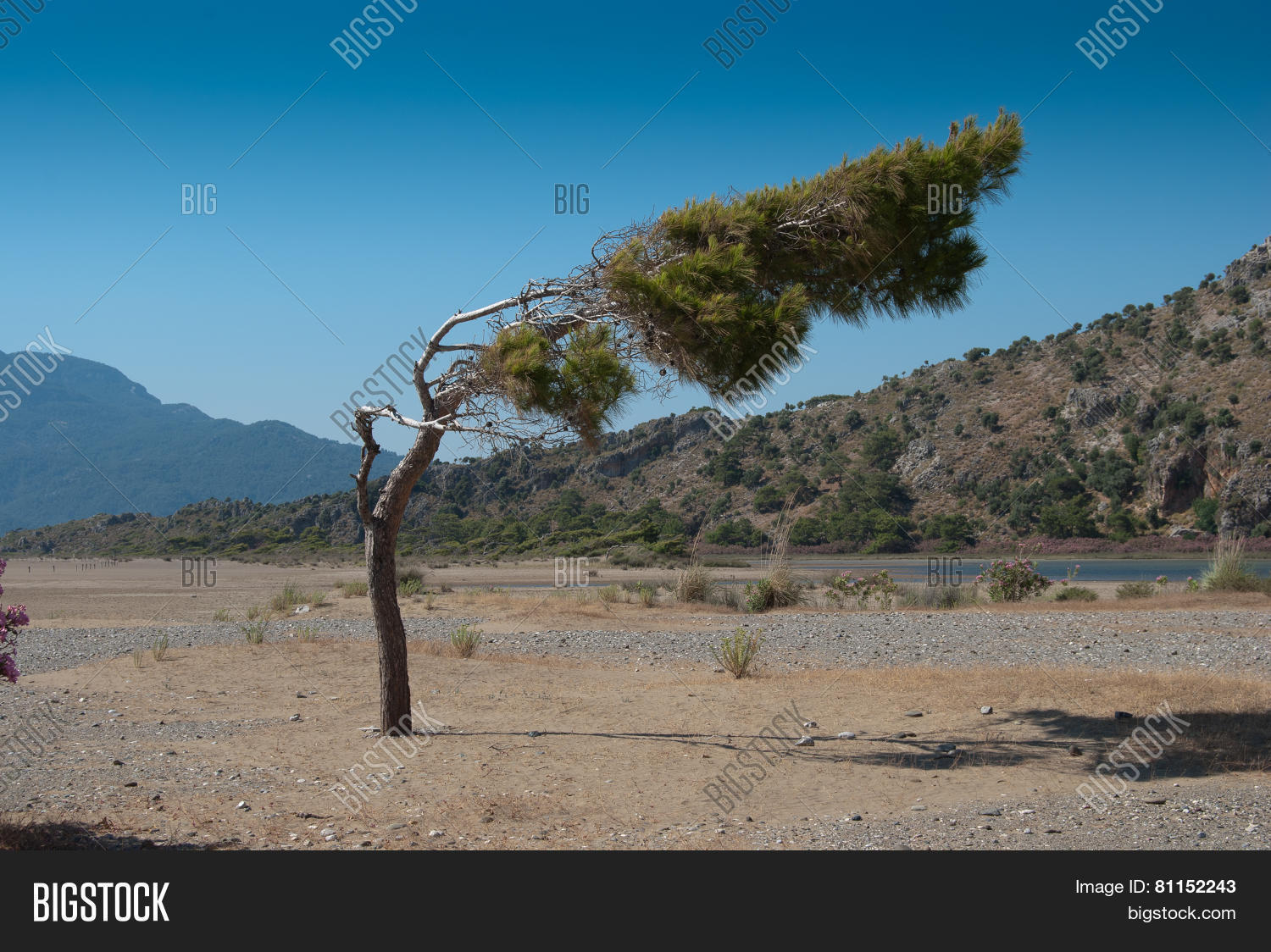 Image Preview