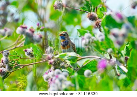bird Bluethroat