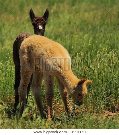 라마 cria