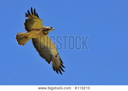 Latający Hawk