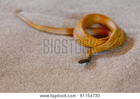 Inland Taipan At Snake Show