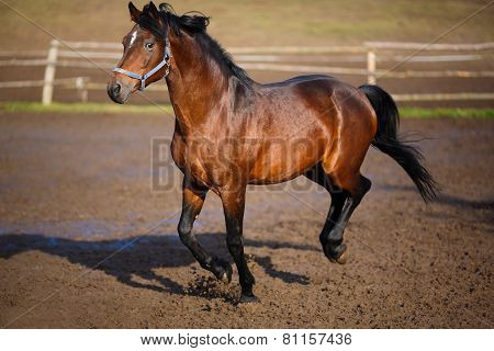Running Horse