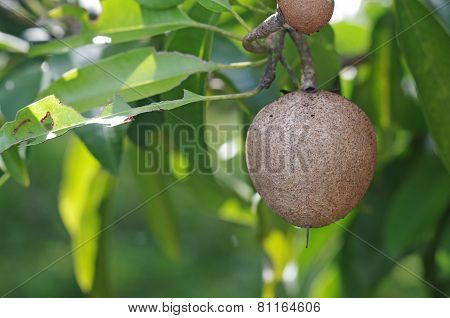 Sapodilla fruit
