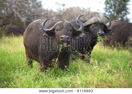 Buvol africký