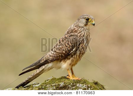 Common Kestrel (falco Tinnunculus)