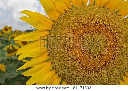 Sunflower in the field