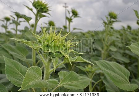 Sunflowers that are springing