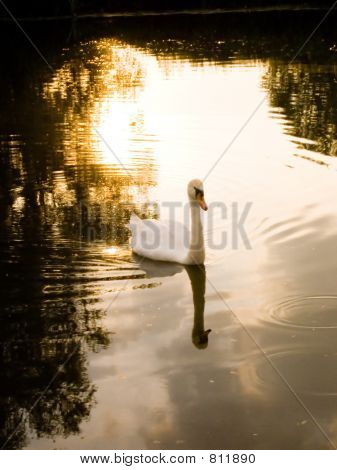 Swan západ slunce 