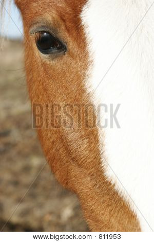 gros plan d'une tête de cheval