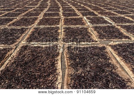 Drying Vanilla