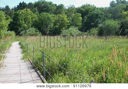 Boardwalk Through The Wetland