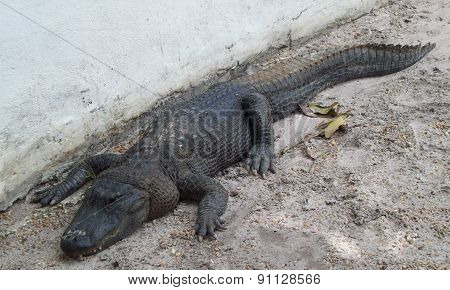 Everglades Alligator