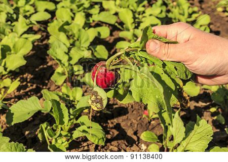 Radishes
