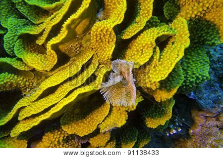 Yellow Turbinaria Mesenterina Coral  And Fan Worm, Underwater
