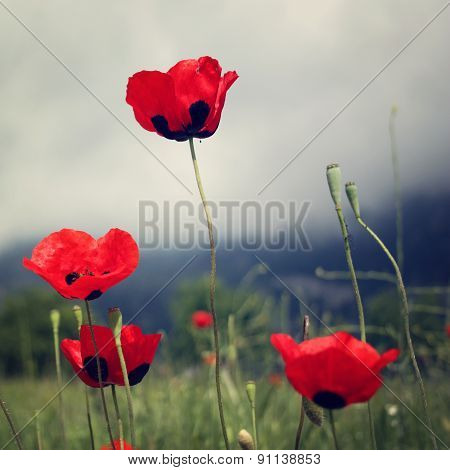 Red Poppies Grow - Toned Effect.