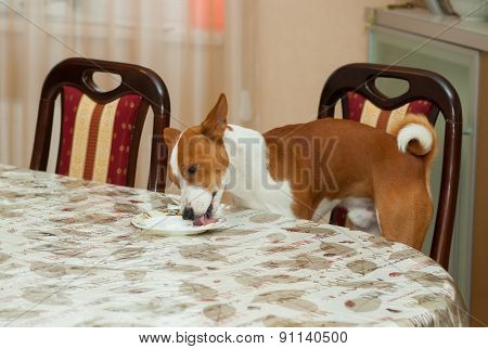 Smart basenji prepares dirty plate for dishwashing machine