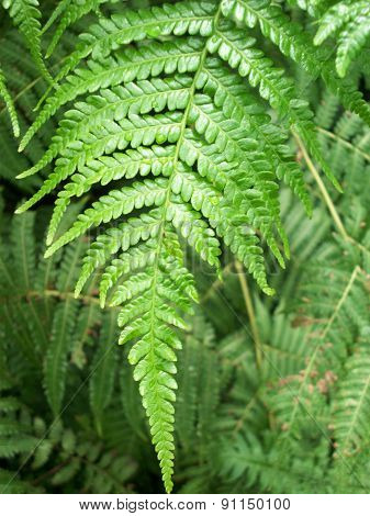 Fern Frond