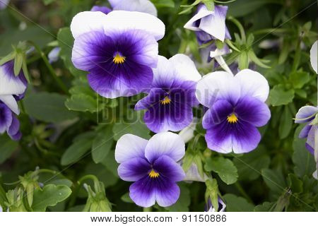 Small purple blooming viola