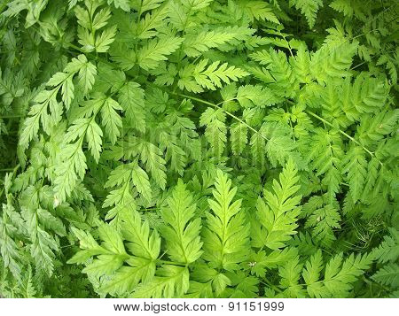 Thickets Of Pinnate Leaves