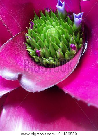 Bromeliad Center Cup