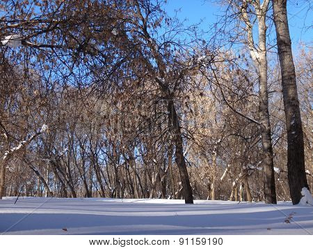 Forest in the winter