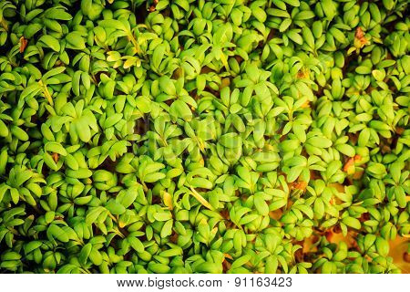 Close Up Of Garden Cress As Background