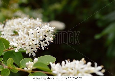 Privet Bush Blooms Against Dark Green Background