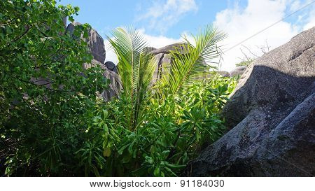 Granite Rocks