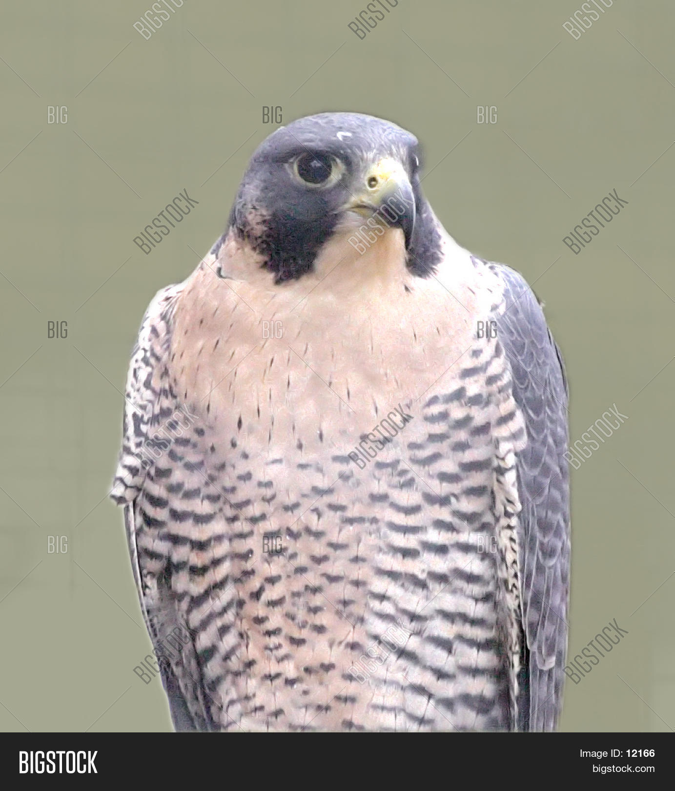 Image Preview