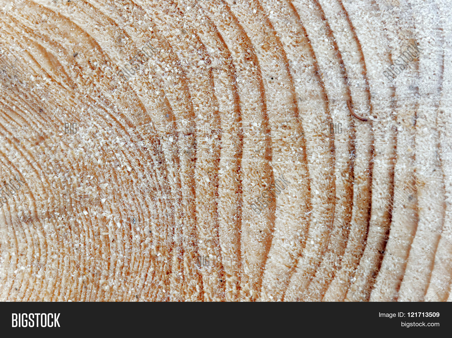 Tree Rings Pine Tree Image & Photo (Free Trial) | Bigstock