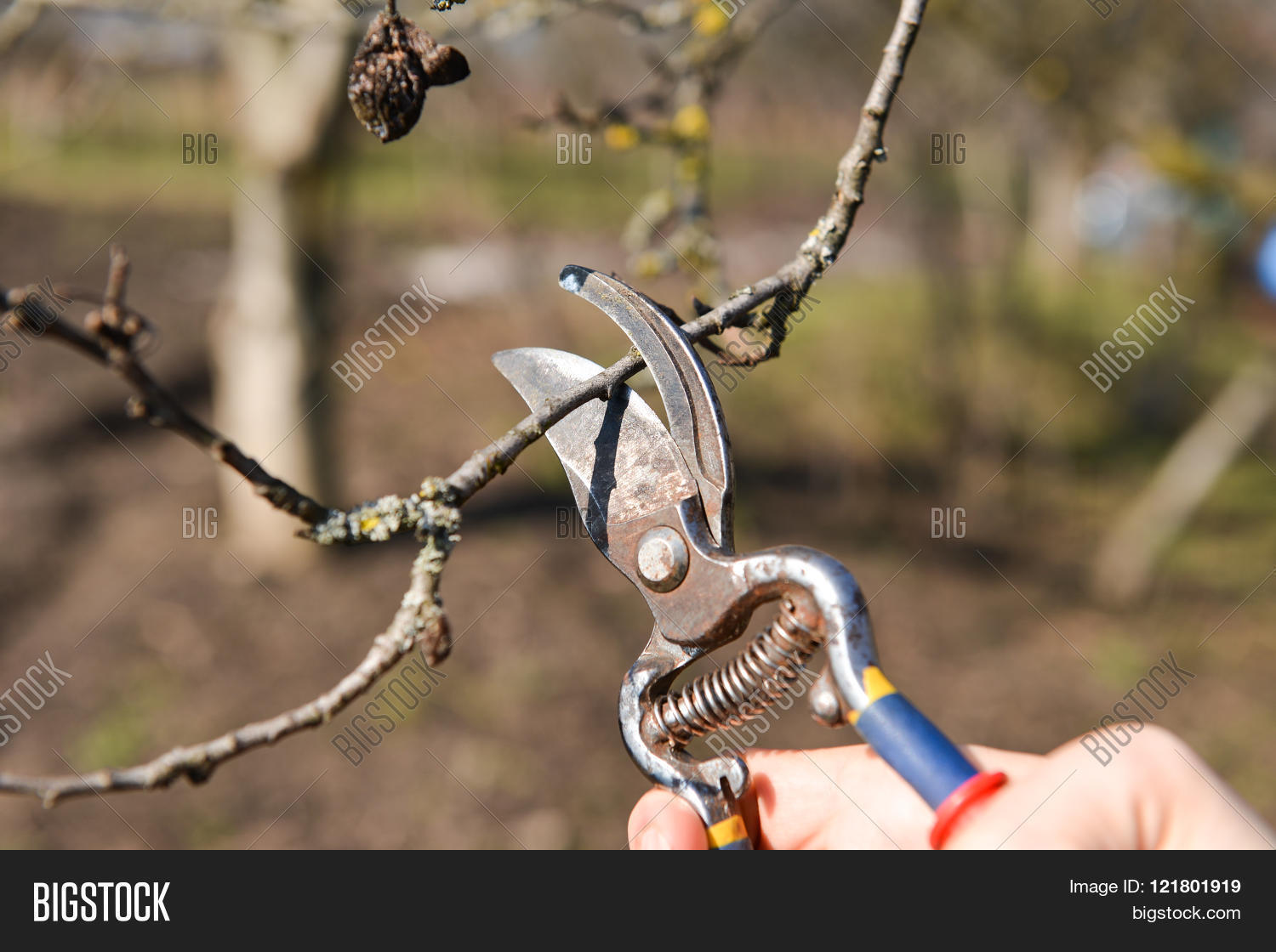 Image Preview