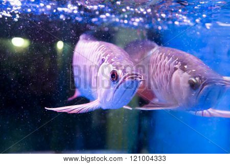 Golden Arowana Fish Is Believed To Bring Luck Among Asians