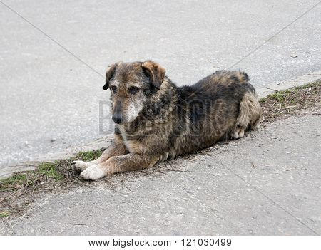 Homeless stray dog on the background of asphalt