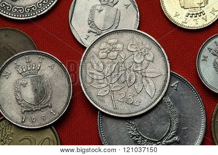 Coins of Malta. Evergreen rose (Rosa sempervirens) depicted in the Maltese 25 cents coin.