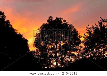 Tree sunset