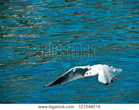 Seagull