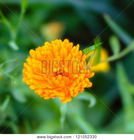 Flower of beautiful orange calendula in garden