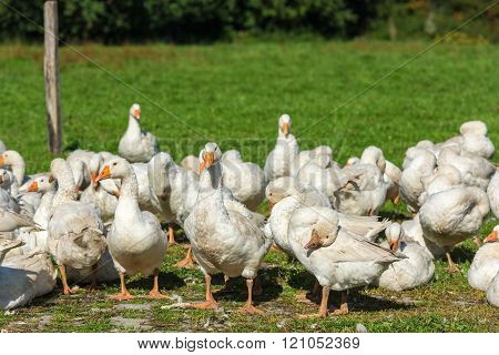 Geese Gaggle Grazing On Green Grass