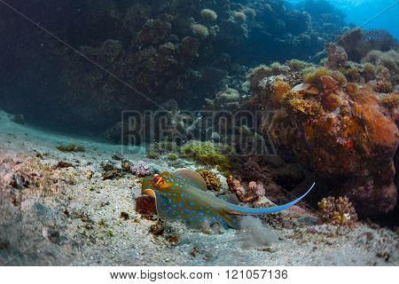 Coral reefs with stingray in the Ras Muhammad National Park. Egypt