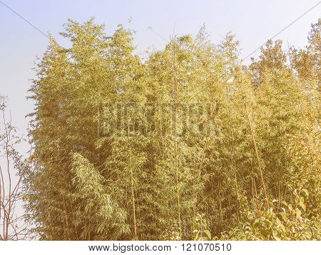 Retro Looking Bamboo Tree