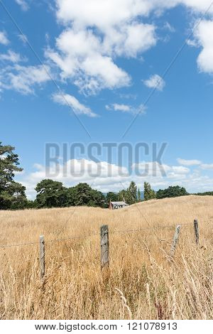 Little Old House In Golden Field Dry Grass Surrounded By Tall Green Trees.
