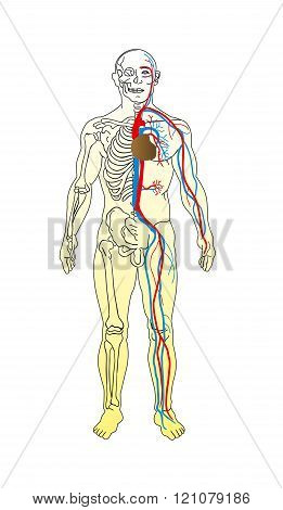 The Man Anatomy - Skeleton And Vascular System