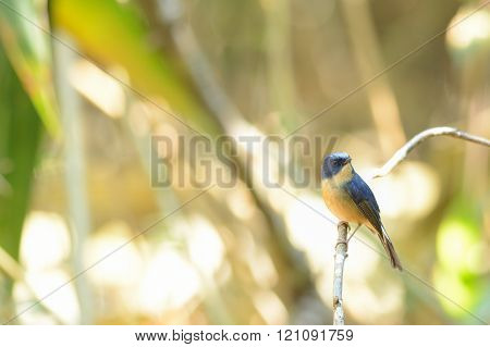 Slaty-blue Flycatcher