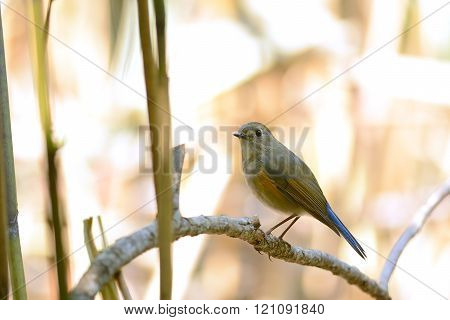 Red-flanked Bluetail