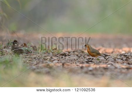 Rusty-cheeked Scimitar-Babbler, Bird on ground