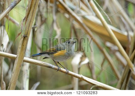 Red-flanked Bluetail